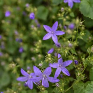 GERANIUM SANGUINEUM, L, GERANIO SANGUIGNO, GERANIACEAE, EUROPA, CAUCASO - 4591