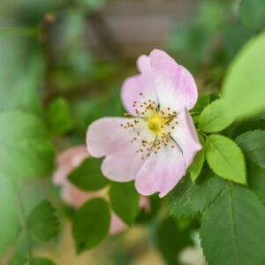 ROSA CANINA, L, ROSA SELVATICA COMUNE, ROACEAE, EUROPA, ASIA, NORD AFRICA - 4593