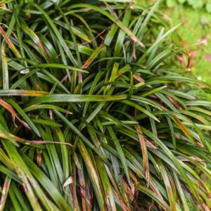 LIRIOPE MUSCARI, LIROPE, ERBA SCIMMIA, ASPARAGACEAE, CHINA, GIAPPONE, COREA - 4596
