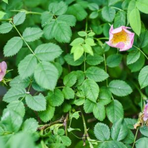 ROSA CANINA, L, ROSA SELVATICA COMUNE, ROACEAE, EUROPA, ASIA, NORD AFRICA - 4594