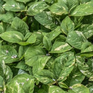 PERSICARIA VIRGINIANA GAERTN, L, VIRGINIAN KNOTWEED, JUMPSEED, POLYGONACEAE, GIAPPONE, HIMALAYA, USA NORD OCCIDENTALE - 4598