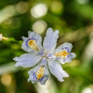 IRIS JAPONICA, IRIS GIAPPONESE, FRINGED IRIS, EVANSIA IRIS, IRIDACEAE, CHINA, GIAPPONE - 4600