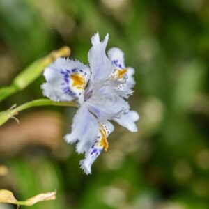 IRIS JAPONICA, IRIS GIAPPONESE, FRINGED IRIS, EVANSIA IRIS, IRIDACEAE, CHINA, GIAPPONE - 4601
