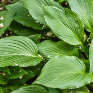 HOSTA SIEBOLDIANA, PLANTAIN LILY, ASPARAGACEAE, GIAPPONE - 4602