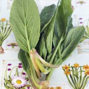 BORRAGINE - 4605
