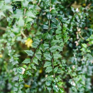 ILEX PERNYL, AGRIFOGLIO CINESE, PERNY'S HOLLY, AQUIFOLIACEAE, MONGOLIA, CHINA SUD OCCIDENTALE - 4607
