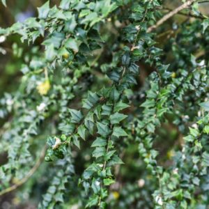 ILEX PERNYL, AGRIFOGLIO CINESE, PERNY'S HOLLY, AQUIFOLIACEAE, MONGOLIA, CHINA SUD OCCIDENTALE - 4608