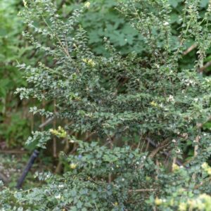 ILEX PERNYL, AGRIFOGLIO CINESE, PERNY'S HOLLY, AQUIFOLIACEAE, MONGOLIA, CHINA SUD OCCIDENTALE - 4609