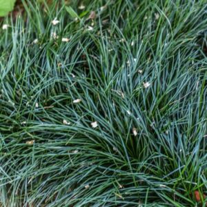 OPHIOPGON JAPONICUS, MUGHETTO GIAPPONESE, DWARF LILYTURF, INDIA, ASIA ORIENTALE, ASPARAGACEAE - 4611