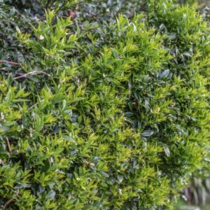 SARCOCOCCA HOOKERIANA, SWEET BOX, CHRISTMAS BOX, TIBET, HIMALAYA, BUXACEAE - 4613