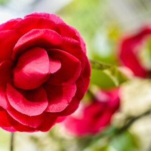 CAMELIA JAPONICA, L, CAMELIA GIAPPONESE, JAPANESE CAMELLIA, THEACEAE, CHINA, GIAPPONE