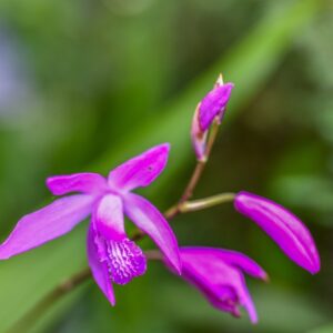 BLETILLA STRIATA, CHINESE GROUND ORCHID, ORCHIDACEAE, CHINA