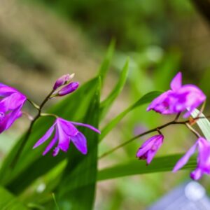 BLETILLA STRIATA, CHINESE GROUND ORCHID, ORCHIDACEAE, CHINA