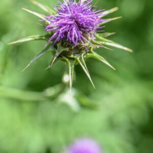 SILYBUM MARIANUM, CARDO MARIANO, BLESSED MILKTHISTLE, ASTERACEAE, AREA MEDITERRANEA - 4620