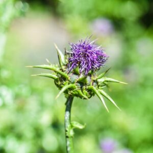 SILYBUM MARIANUM, CARDO MARIANO, BLESSED MILKTHISTLE, ASTERACEAE, AREA MEDITERRANEA - 4621