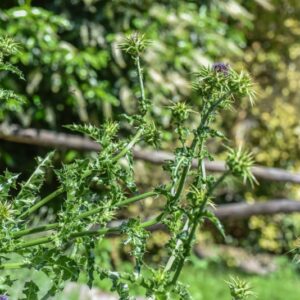 SILYBUM MARIANUM, CARDO MARIANO, BLESSED MILKTHISTLE, ASTERACEAE, AREA MEDITERRANEA - 4622
