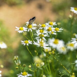 CHAMAEMELUM NOBILE, CAMOMILLA ROMANA, CHAMOMILE, ASTERACEAE, EUROPA OCCIDENTALE