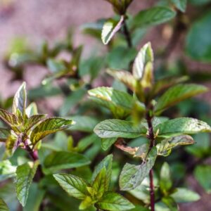 MENTA ROSSA GLACIALE, LAMIACEAE - 4627