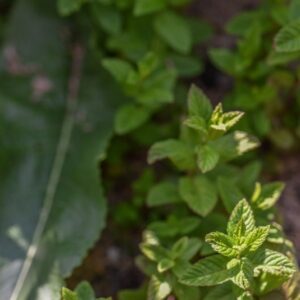 MENTA HIERBABUENA, LAMIACEAE - 4629