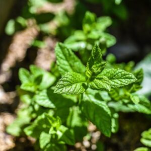 MENTA HIERBABUENA, LAMIACEAE - 4630