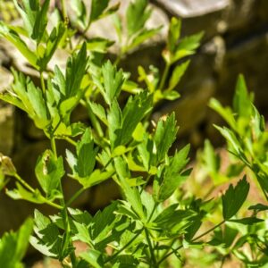 LEVISTICUM OFFICINALE, SEDANO DI MONTAGNA, LOVAGE, APIACEAE, EURASIA - 4632