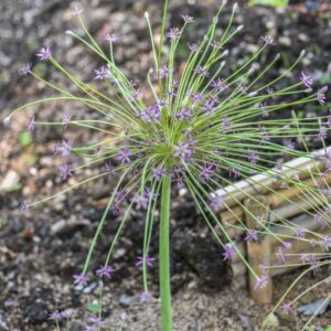 ALLIUM SCHUBERTI, ZUCC, ALLIACEAE, MEDIO ORIENTE