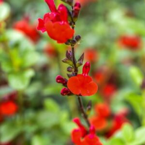 SALVIA MICROPHYLLA, KUNTH ROYAL BUMBLE, BABY SAGE, GRAHAM'S SAGE, LAMIACEAE - 4646