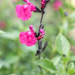 SALVIA MICROPHYLLA, KUNTH, ELBA, BABY SAGE, GRAHAM'S SAGE, LAMIACEAE - 4648