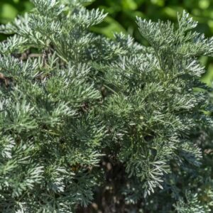 ARTEMISIA ARBUSCENS, L, ASSENZIO ARBUSTIVO, TREE WORMWOOD, ASTERACEAE, REGIONI MEDITERRANEE