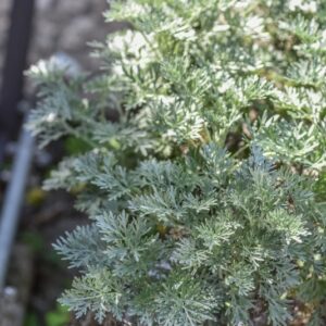 ARTEMISIA ARBUSCENS, L, ASSENZIO ARBUSTIVO, TREE WORMWOOD, ASTERACEAE, REGIONI MEDITERRANEE