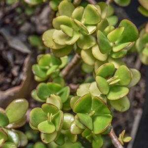 CRASSULA OVATA DRUCE, CRASSULACEAE, SUDAFRICA