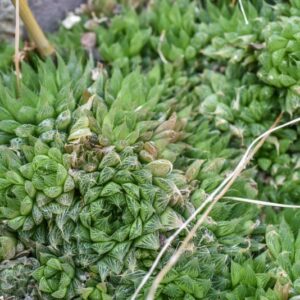AGAVE VICTORIAE-REGINAE, AGAVACEAE
