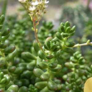 ADRIMISCHUS COOPERI, CRASSULACEAE