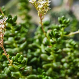 ADRIMISCHUS COOPERI, CRASSULACEAE