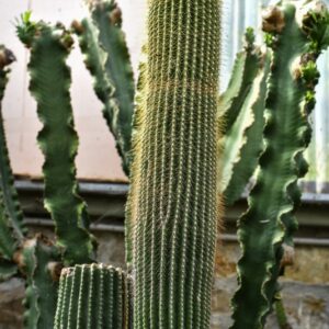 NEOBUXBAUMIA POLYLOPHA, CACTACEAE - 4664