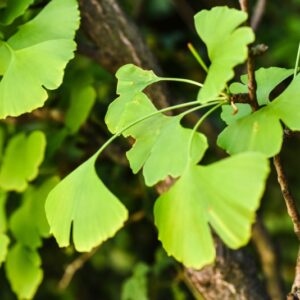 GINKO BILOBA, L, GINKGO, MAIDENHAIR TREE, SILVER APRICOT, CHINA, GINKGOACEAE - 4671