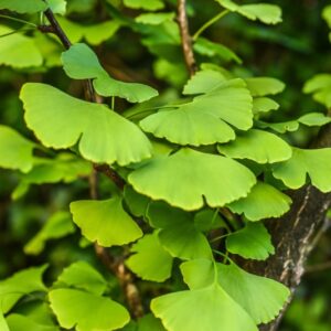 GINKO BILOBA, L, GINKGO, MAIDENHAIR TREE, SILVER APRICOT, CHINA, GINKGOACEAE - 4672