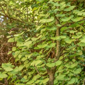 GINKO BILOBA, L, GINKGO, MAIDENHAIR TREE, SILVER APRICOT, CHINA, GINKGOACEAE - 4674