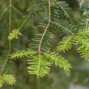 ABIES ALBA, ABETE BIANCO, EUROPEAN SILVER FIR, PINACEAE, CHINA, COREA, GIAPPONE