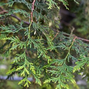 THUJA OCCIDENTALIS, L, CEDRO BIANCO, EASTERN WHITE CEDAR, CUPRESSACEAE, NORD AMERICA