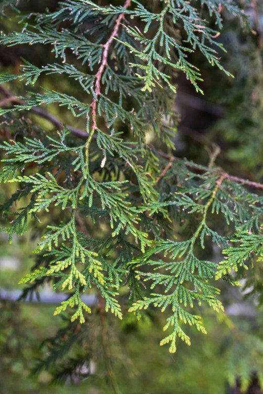 THUJA OCCIDENTALIS, L, CEDRO BIANCO, EASTERN WHITE CEDAR, CUPRESSACEAE, NORD AMERICA