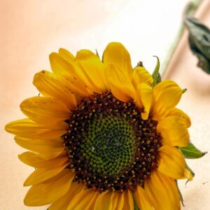 GIRASOLE - 4678