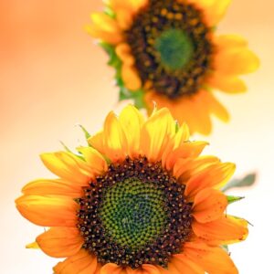 GIRASOLE - 4681