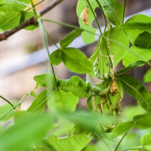 LABURNUM ANAGYROIDES, MAGGIOCIONDOLO, GODEN CHAIN, FABACEAE, SUD EUROPA - 4681