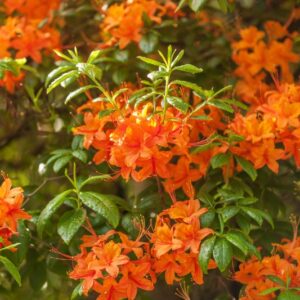 5154-RHODODENDRON - GR AZALEA EXBURY - DESERT PINK - ERICACEAE