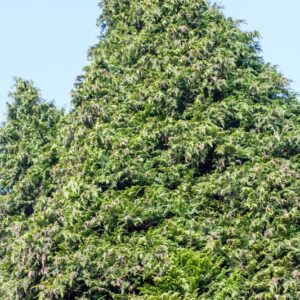 5157-CHAMAECYPARIS LAWSONIANA - LUTEA - CUPRESSACEAE