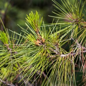 5159-PINUS RADIATA - CALIFORNIA - PINACEAE