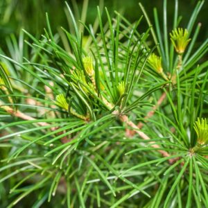 5161-SCIADOPITYS VERTICILLATA - GIAPPONE - CONIFERAE