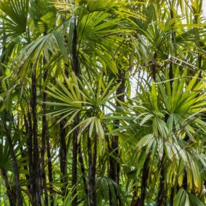 5164-RHAPIS EXCELSA - S O CHINA - PALMAE