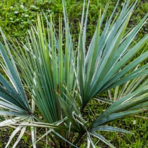 5166-BRAHEA ARMATA - MESSICO CALIFORNIA - ARECACEAE